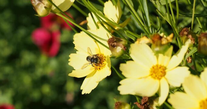 M&eacute;gachile ou abeille coupeuse du rosier (Megachile centuncularis)  au corps noir &agrave; pilosit&eacute; rouss&acirc;tre butinant avec avidit&eacute; du pollen sur les &eacute;tamines jaunes de fleurs de coreopsis

