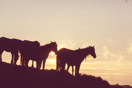 Horse on meadow