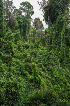 Lush tropical rainforest overgrown with dense green climbing vines, foliage, and tall trees.