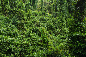 Fototapeta premium Lush tropical rainforest overgrown with dense green climbing vines, foliage, and tall trees.