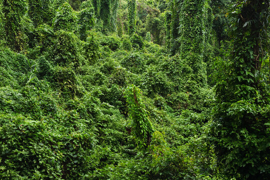 Lush tropical rainforest overgrown with dense green climbing vines, foliage, and tall trees.