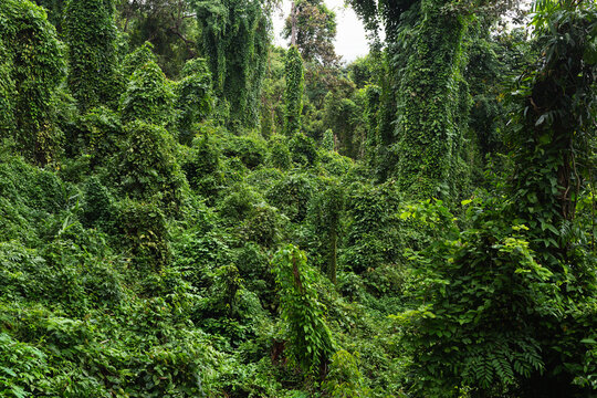 Lush tropical rainforest overgrown with dense green climbing vines, foliage, and tall trees.