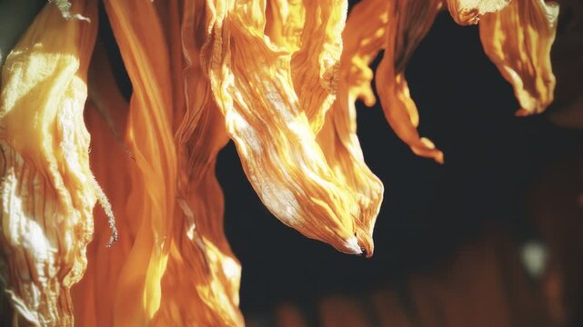 Dead sunflower petal vintage colour pull look close up stock footage