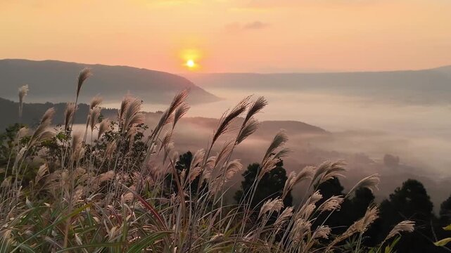 阿蘇のカルデラに広がる雲海とススキ　阿蘇五岳