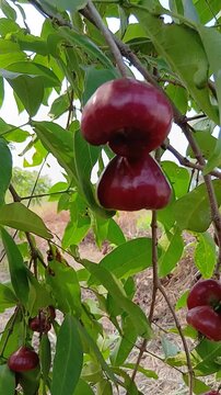 Ripe red water apples growing on a tree in a local garden in Indonesia.