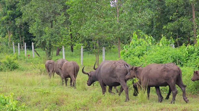 A Group of Water Buffaloes Relaxing.