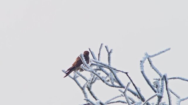 Common Kestrel Hunting in a Frosty Winter Meadow, Adult Female Bird Searching for Food and Survival in Germany, 4K