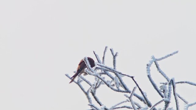 Common Kestrel Hunting in a Frosty Winter Meadow, Adult Female Bird Searching for Food and Survival in Germany, 4K