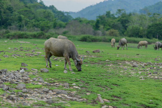 Grazing Water Buffalo in Serene Green Landscape Under Soft Light