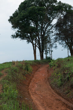 Scenic Pathway Surrounded by Trees in Yai's Natural Landscape
