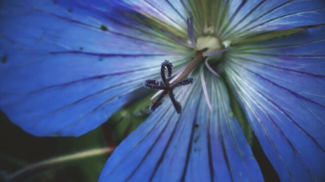 Johnsonii Johnson's Blue Geranium vintage colour pull look close up stock footage