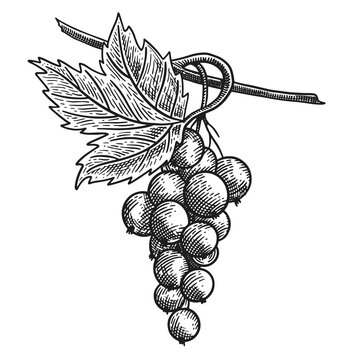 Bunch of currants hanging from a branch with a large leaf. Black and white engraving illustration suitable for food packaging, labels, menus and botanical designs.