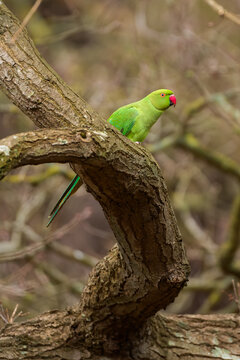 Ring necked parakeet perched on curved tree branch in Richmond Park London United Kingdom