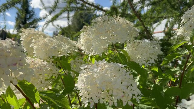 Lush hydrangeas in the garden in summer