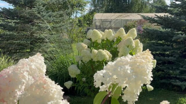 Lush hydrangeas in the garden in summer