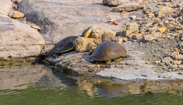 Big turtle in the forest of panna.