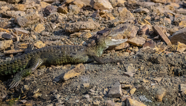 Crocodile (Crocodylidae) near the river body at forest.