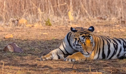Fototapeta premium Tigress (Panthera tigris) resting and yawing in the forest of panna tiger reserve.