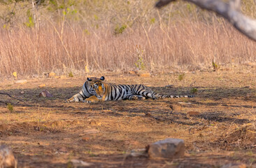 Fototapeta premium Tigress (Panthera tigris) resting and yawing in the forest of panna tiger reserve.