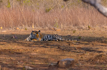 Fototapeta premium Tigress (Panthera tigris) resting and yawing in the forest of panna tiger reserve.