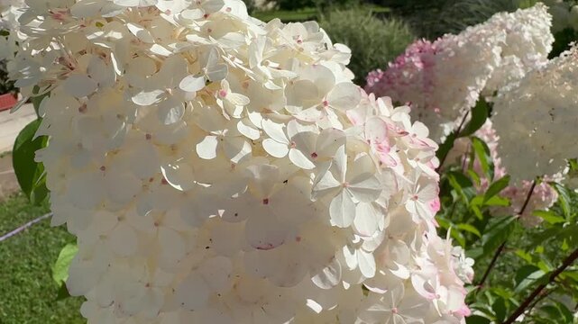 Lush hydrangeas in the garden in summer