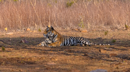 Fototapeta premium Tigress (Panthera tigris) resting and yawing in the forest of panna tiger reserve.
