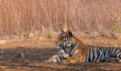 Fototapeta premium Tigress (Panthera tigris) resting and yawing in the forest of panna tiger reserve.