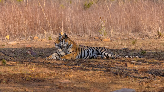 Tigress (Panthera tigris) resting and yawing in the forest of panna tiger reserve.
