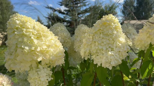 Lush hydrangeas in the garden in summer