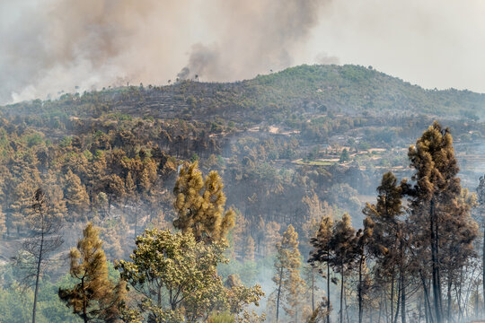 Inc&ecirc;ndio florestal a avan&ccedil;ar por colinas arborizadas deixando &aacute;rvores queimadas e densas nuvens de fumo no horizonte