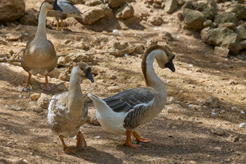 Chinese geese walking together in farm enclosure. © Anna Baranova