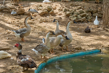 Chinese geese standing together beside pond in enclosure. © Anna Baranova