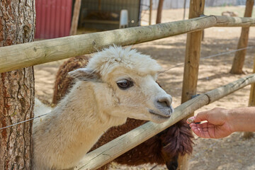Naklejka premium White alpaca taking food from visitor hand at farm.