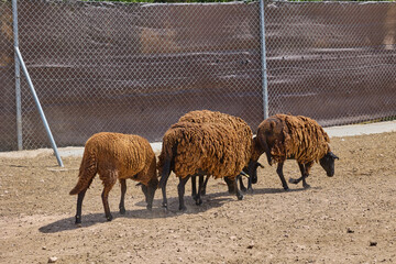 Brown sheep walking together across sunny farm enclosure. © Anna Baranova