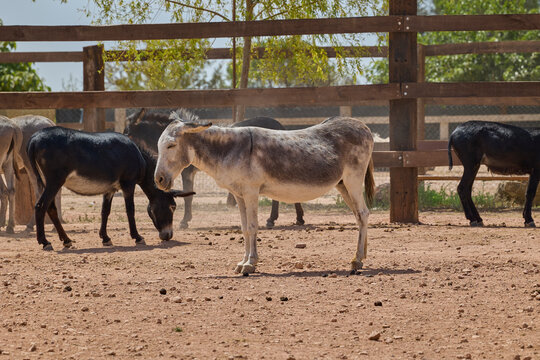 Gray donkey standing in sunny farm paddock.