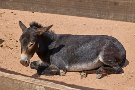 Gray donkey resting peacefully on sandy farm paddock.