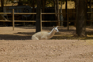 Naklejka premium White llama resting peacefully in shaded animal enclosure.