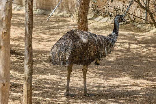 Emu standing in natural enclosure under trees on sunny day.