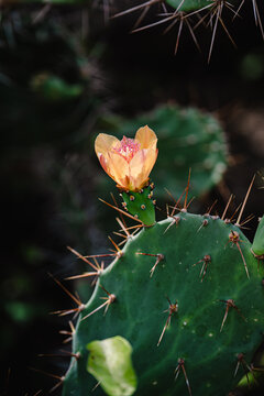 cactus in bloom nature concept background.