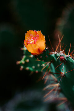 cactus in bloom nature concept background.