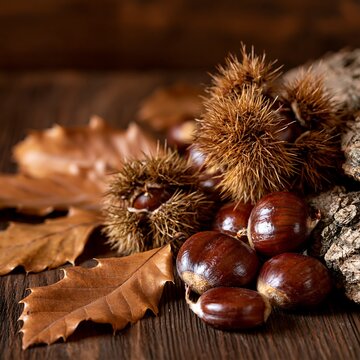 Autumn sweet chestnut Castanea sativa nuts and spiky burrs on wood table