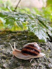Big snail in shell crawling on road. © Kateryna