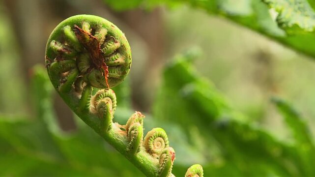 Unfurling fern fiddlehead with intricate spiral fronds in Waikamoi Preserve, Maui, Hawaii, lush green botanical background ideal for nature wallpaper, static close up shot