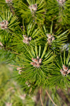 Dwarf black pine branch with bud - Latin name - Pinus nigra Bayo