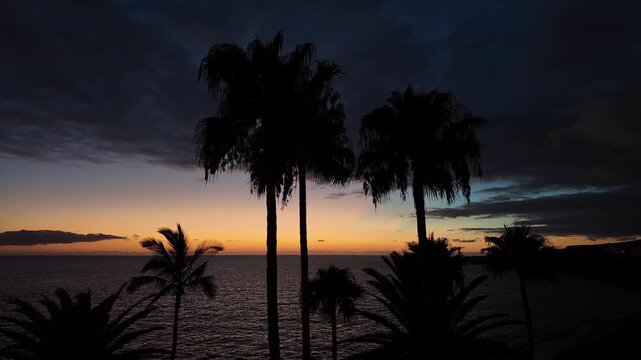 Palm Trees Silhouettes at Sunset in Puerto Naos