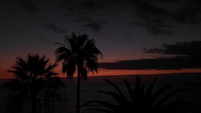 Palm Trees Silhouettes at Sunset in Puerto Naos