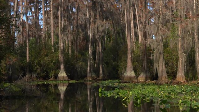 Bald cypress trees draped with Spanish moss rising from dark wetland water in Okefenokee Swamp, Georgia, USA. Scenic wilderness dolly in establishing shot.