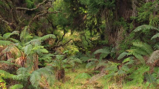 Amau fern (Sadleria cyatheoides) growing across the native wet forest understory at Waikamoi Preserve, Maui, Hawaii, surrounded by dense vegetation. Zoom in shot.