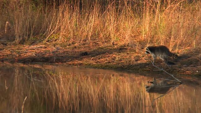 A Wild Raccoon Walks Along the Peaceful Wetlands of Okefenokee Swamp, Reflecting the Rich Biodiversity and Natural Beauty of Georgia, USA - Tracking Shot