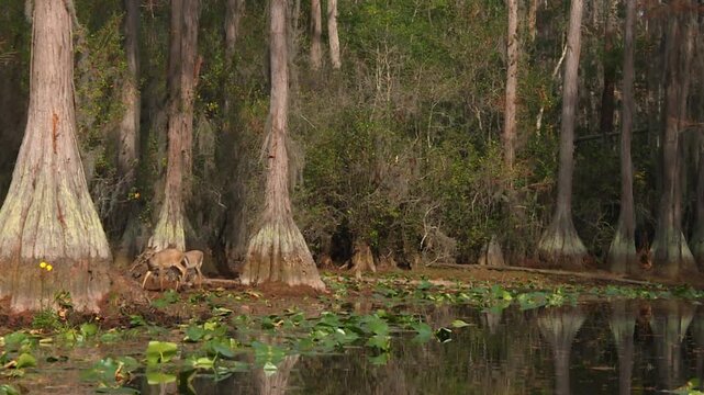 A Serene Wetland Landscape Featuring Towering Cypress Trees, Reflective Waters, and a White-tailed Deer at Okefenokee Swamp, Georgia, USA - Medium Shot
